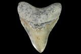 Fossil Megalodon Tooth - North Carolina #92440-1